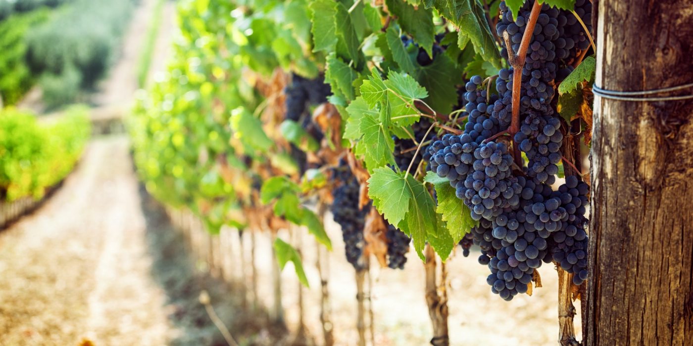 tuscan-vineyard-with-red-grapes-.jpg